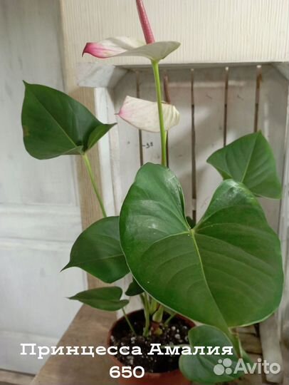 Комнатные цветы растение Антуриум Принцесса Амалия