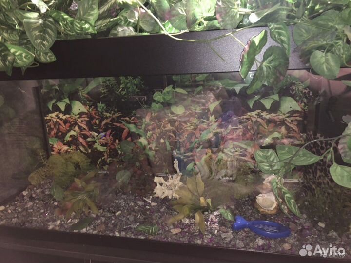 Аквариум Juwel 240 литров с тумбой