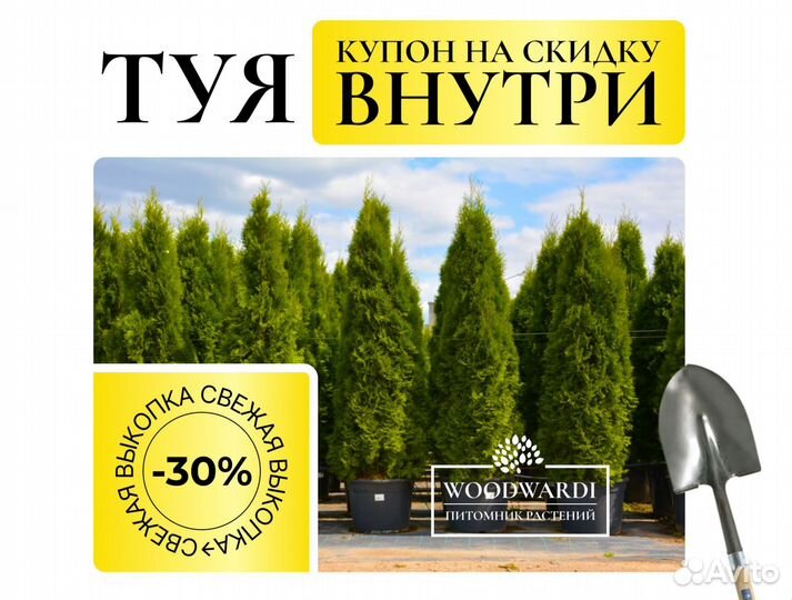 Туи Крупномеры Смарагд 1,8-2 м