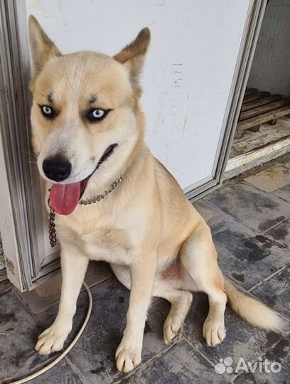 Кавалер для вязки