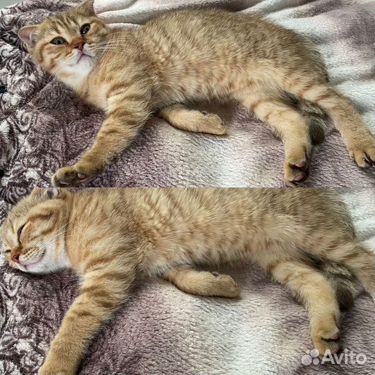 Шотландские котята окрас лиловый и шиншилла