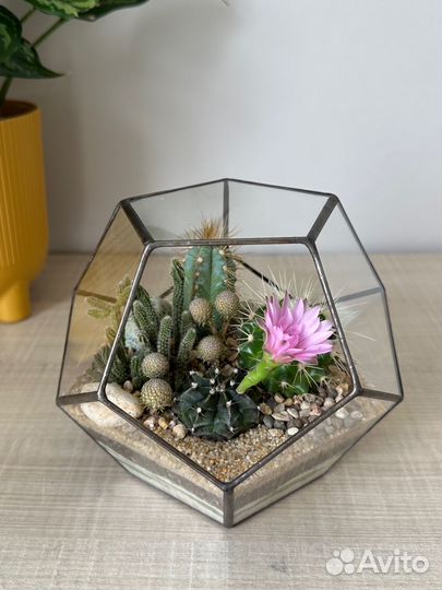 Цветы. Флорариум с кактусам