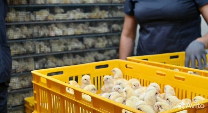 Бройлер суточный Кобб-500, Росс-308 в Ставрополе
