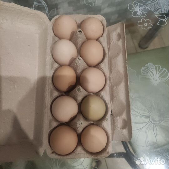 Куриное яйцо, на еду и на инкубацию