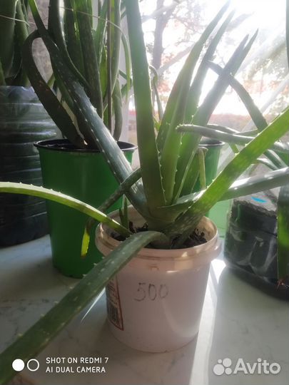Столетник Алоэ Вера Взрослые цветы