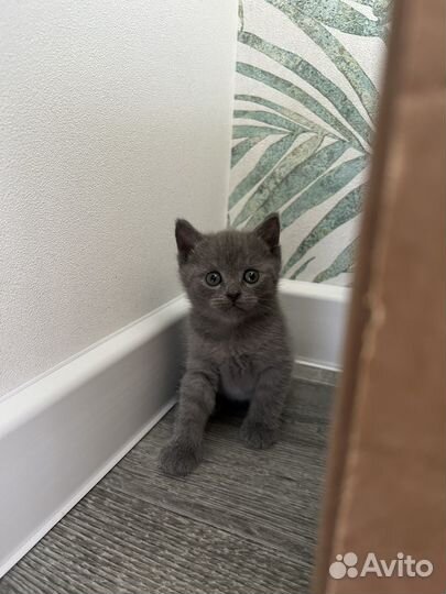 Шотландские котята