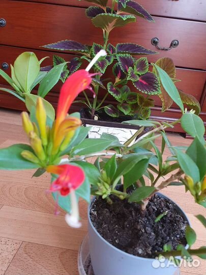 Эсхинантус