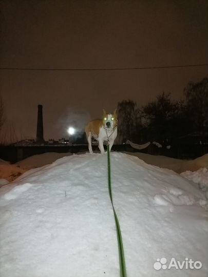 Стаффорд вязка