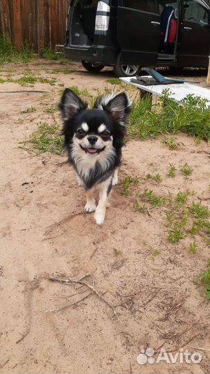 Вязка кобель чихуахуа