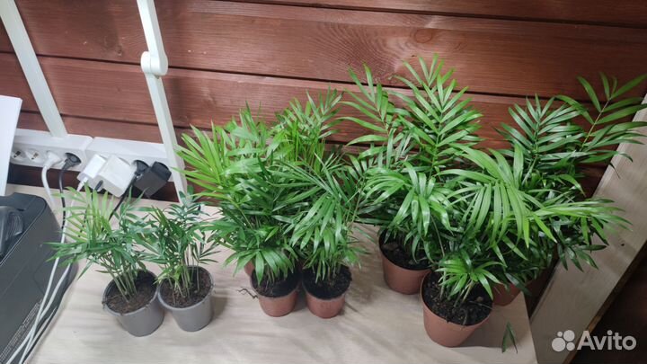 Хамедорея комнатные цветы растения