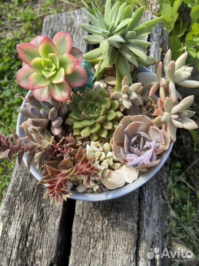 Композиция из суккулентов
