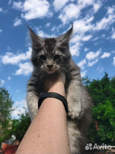 Продаются котята