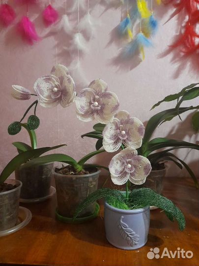 Орхидея фаленопсис