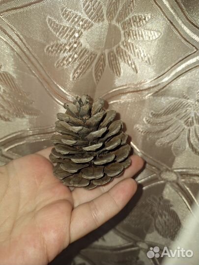 Шишки большие с моря