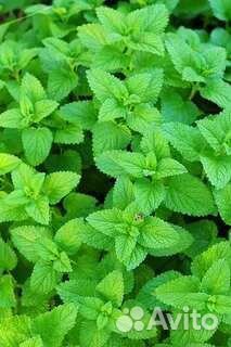Мята и мелисса