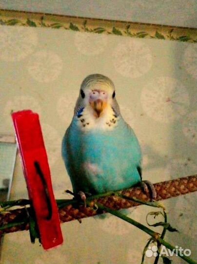 Самочки волнистых попугаев