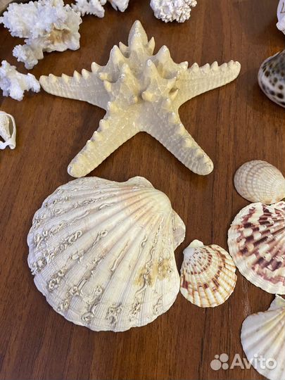 Морские ракушки и кораллы