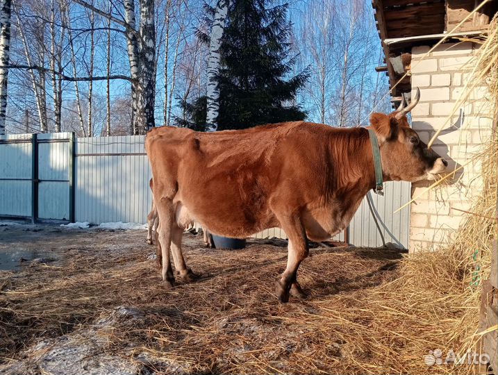 Джерсейская корова