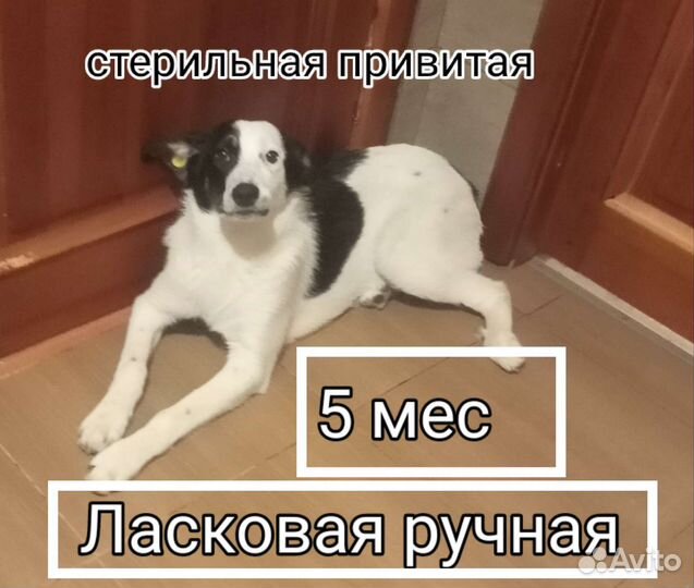 Щенки собачки