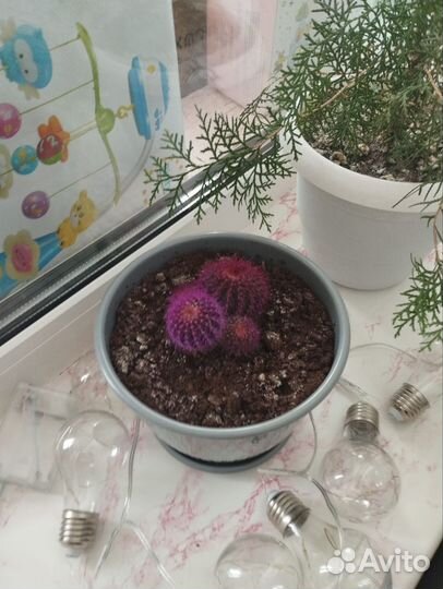 Комнатные цветы