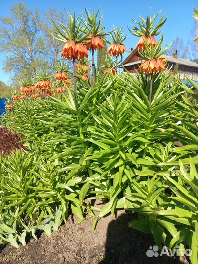 Рябчик императорский. Цветы