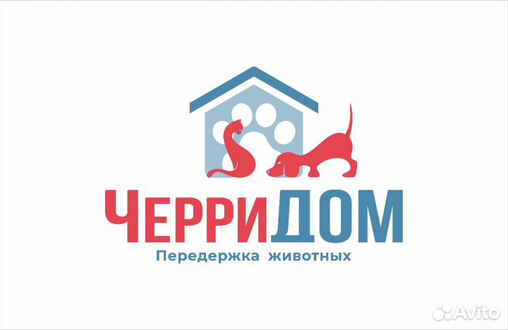 Дрессировка и передержка собак всех пород