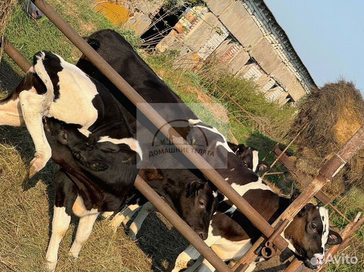 Телята бычки