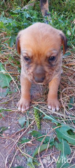 В добрые руки щенки