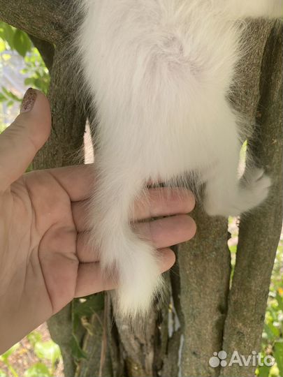 Котенок Джерри. Курильский бобтейл