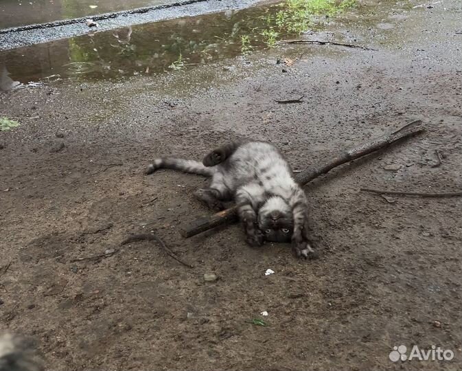 Котёнок