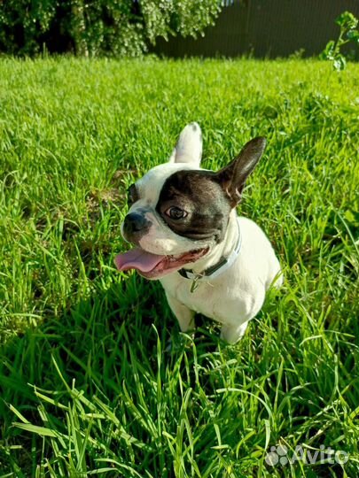 Французский бульдог