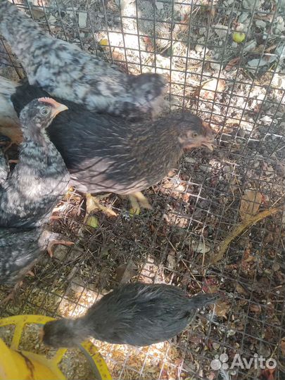 Цыплята подрощенные