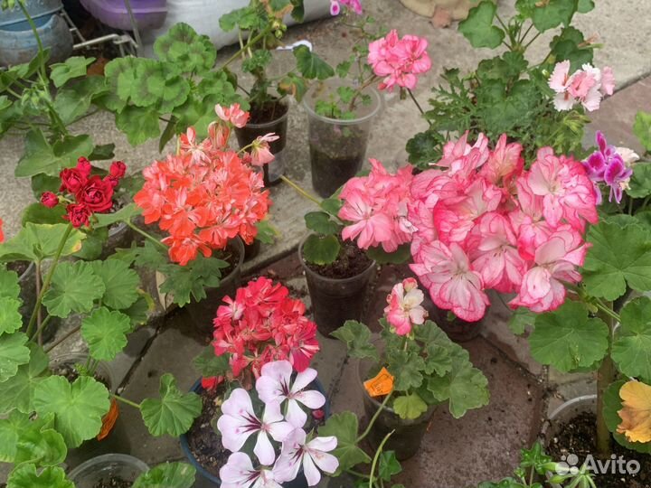 Пеларгонии коллекционные