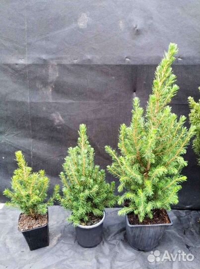Живая ель Коника канадская
