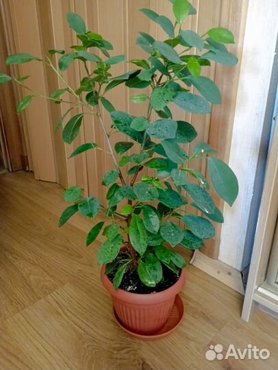 Фикус Микрокарпа