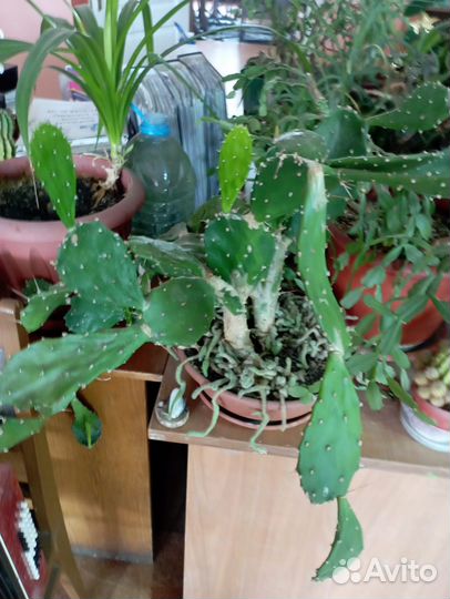 Комнатные растения цветы бесплатно