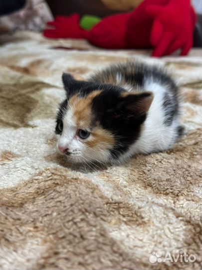 Котята бесплатно