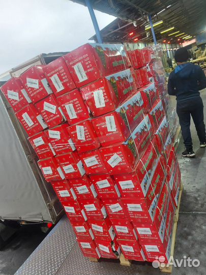 Искусственные елки оптом. Ель Альпийская оптом