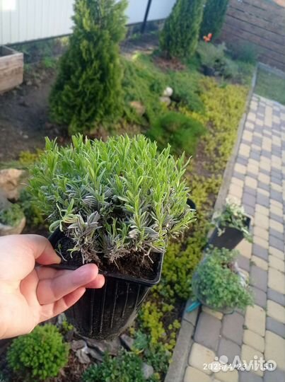 Камнеломка,чабрец/тимьян,лаванда мини и вариегат