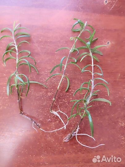 Розмарин в горшке, рассада