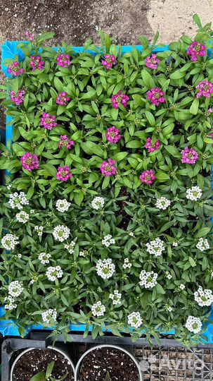 Рассада однолетних цветов, высшего качества