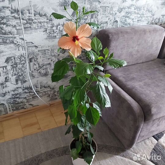 Гибискус китайская роза