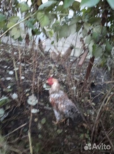 Молодые петухи