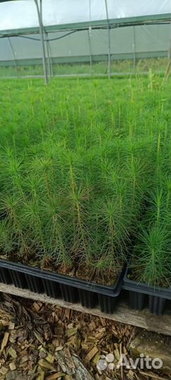 Сеянцы ели европейской зкс оптом