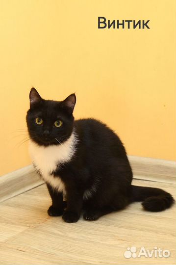 Замечательный котенок