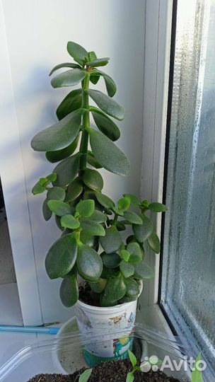 Кактус, Толстянка