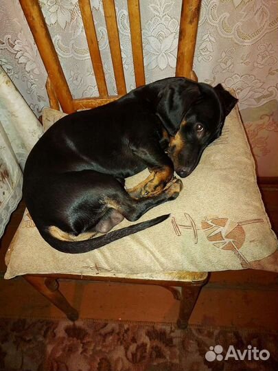 Вязка Такса