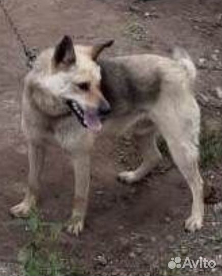 Гром, умерла хозяйка