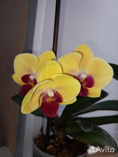 Орхидея фаленопсис YH0007 Sweety