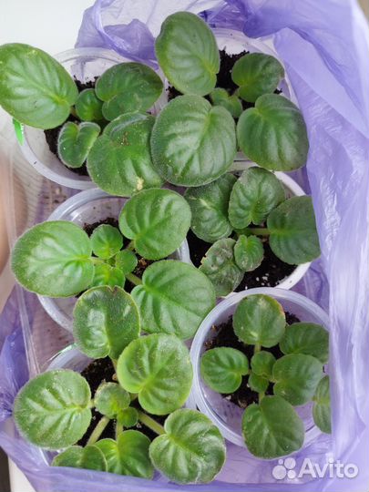 Фиалка детки